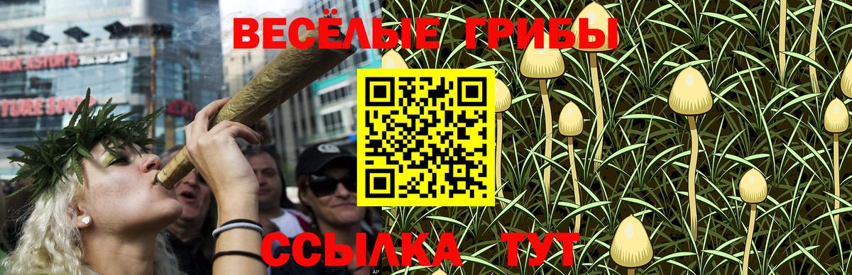 Галлюциногенные грибы Psilocybe Курганинск